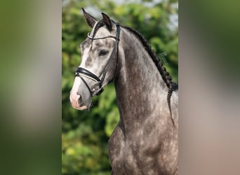 PRE, Castrone, 4 Anni, 158 cm, Grigio ferro