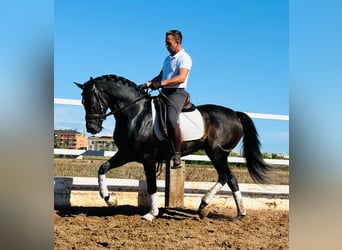 PRE Mix, Castrone, 4 Anni, 158 cm, Morello