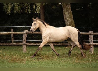 PRE, Castrone, 4 Anni, 160 cm, Falbo