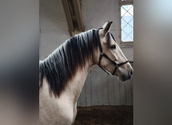 PRE Mix, Castrone, 4 Anni, 160 cm, Falbo
