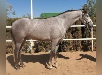 PRE Mix, Castrone, 4 Anni, 160 cm, Grigio