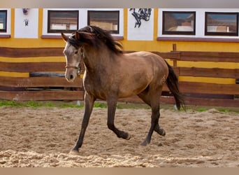 PRE, Castrone, 4 Anni, 160 cm, Grigio
