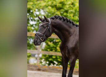 PRE Mix, Castrone, 4 Anni, 160 cm, Morello