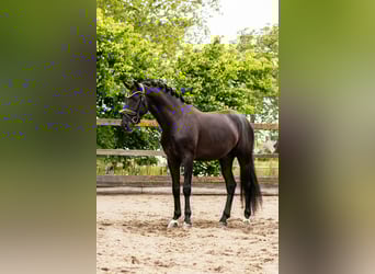 PRE Mix, Castrone, 4 Anni, 160 cm, Morello