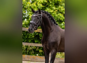 PRE Mix, Castrone, 4 Anni, 160 cm, Morello