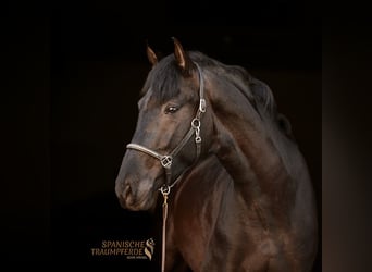 PRE Mix, Castrone, 4 Anni, 160 cm, Morello