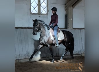 PRE Mix, Castrone, 4 Anni, 160 cm, Morello