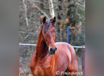 PRE, Castrone, 4 Anni, 161 cm, Baio