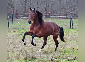 PRE, Castrone, 4 Anni, 161 cm, Baio