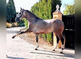 PRE Mix, Castrone, 4 Anni, 162 cm, Falbo baio