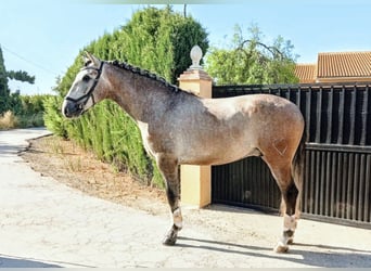 PRE Mix, Castrone, 4 Anni, 162 cm, Falbo baio