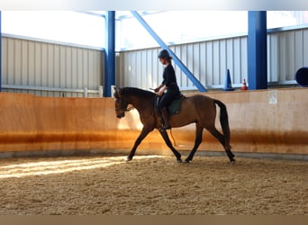 PRE, Castrone, 4 Anni, 162 cm, Falbo baio