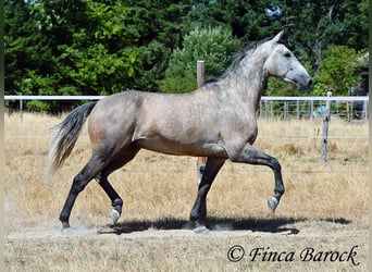 PRE Mix, Castrone, 4 Anni, 162 cm, Grigio
