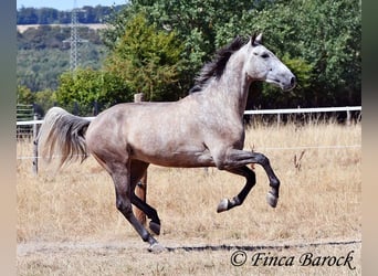 PRE Mix, Castrone, 4 Anni, 162 cm, Grigio