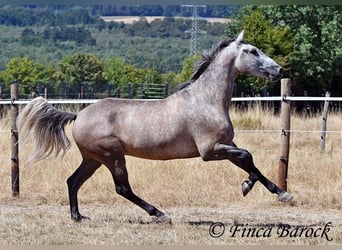 PRE Mix, Castrone, 4 Anni, 162 cm, Grigio