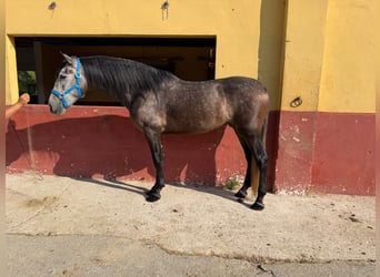 PRE Mix, Castrone, 4 Anni, 162 cm, Grigio