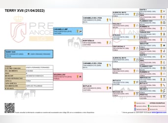 PRE, Castrone, 4 Anni, 162 cm, Grigio pezzato