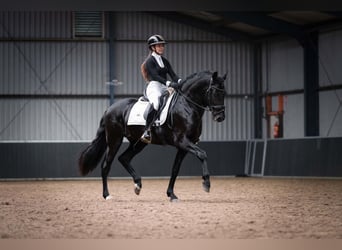 PRE Mix, Castrone, 4 Anni, 162 cm, Morello