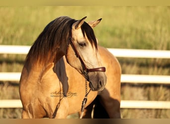 PRE Mix, Castrone, 4 Anni, 163 cm, Falbo