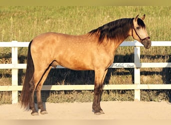 PRE Mix, Castrone, 4 Anni, 163 cm, Falbo