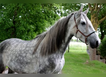 PRE, Castrone, 4 Anni, 163 cm, Grigio