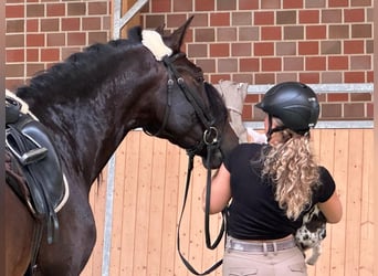 PRE Mix, Castrone, 4 Anni, 164 cm, Baio