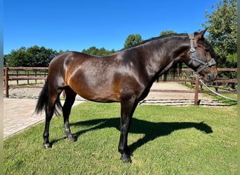 PRE Mix, Castrone, 4 Anni, 164 cm, Baio