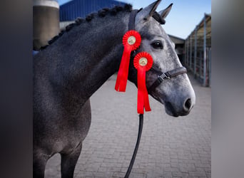 PRE Mix, Castrone, 4 Anni, 164 cm, Grigio