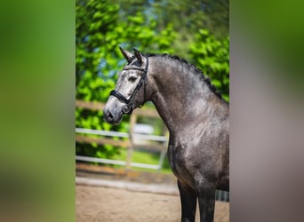 PRE Mix, Castrone, 4 Anni, 164 cm, Grigio