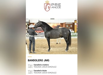 PRE Mix, Castrone, 4 Anni, 164 cm, Grigio