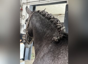 PRE Mix, Castrone, 4 Anni, 164 cm, Grigio