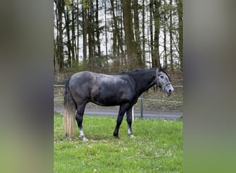 PRE Mix, Castrone, 4 Anni, 164 cm, Grigio