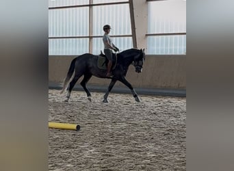 PRE Mix, Castrone, 4 Anni, 164 cm, Grigio