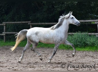 PRE Mix, Castrone, 4 Anni, 164 cm, Grigio