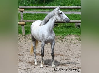 PRE Mix, Castrone, 4 Anni, 164 cm, Grigio