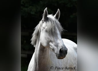 PRE Mix, Castrone, 4 Anni, 164 cm, Grigio