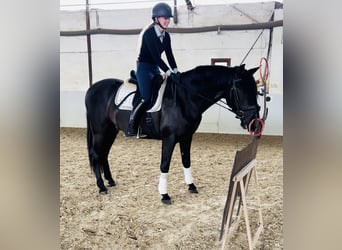 PRE Mix, Castrone, 4 Anni, 164 cm, Morello