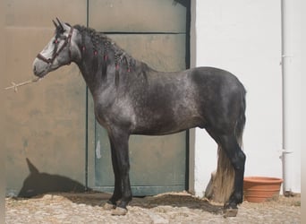 PRE, Castrone, 4 Anni, 165 cm, Grigio