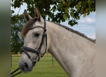 PRE, Castrone, 4 Anni, 165 cm, Grigio pezzato