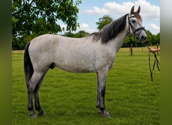 PRE, Castrone, 4 Anni, 165 cm, Grigio pezzato