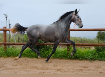 PRE, Castrone, 4 Anni, 165 cm, Grigio pezzato
