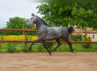PRE, Castrone, 4 Anni, 165 cm, Grigio pezzato