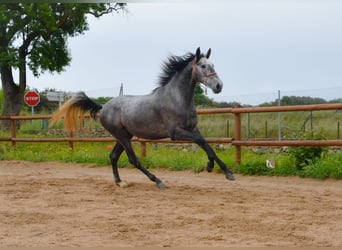 PRE, Castrone, 4 Anni, 165 cm, Grigio pezzato