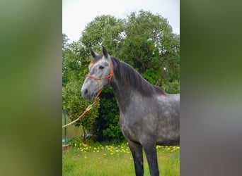 PRE, Castrone, 4 Anni, 165 cm, Grigio pezzato