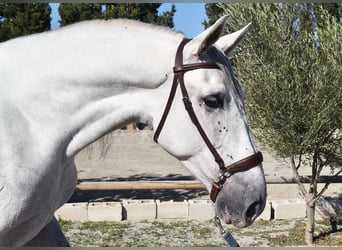 PRE Mix, Castrone, 4 Anni, 165 cm, Grigio