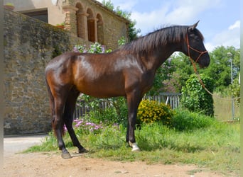PRE, Castrone, 4 Anni, 165 cm, Morello