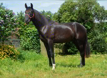 PRE, Castrone, 4 Anni, 165 cm, Morello