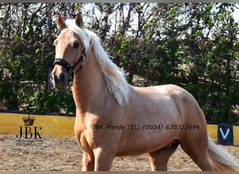 PRE Mix, Castrone, 4 Anni, 165 cm, Palomino