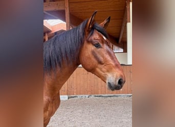 PRE Mix, Castrone, 4 Anni, 165 cm
