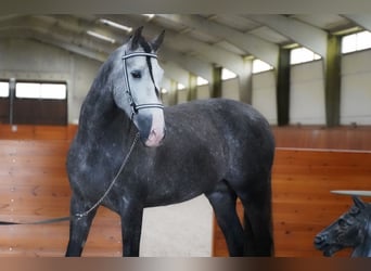 PRE, Castrone, 4 Anni, 166 cm, Grigio
